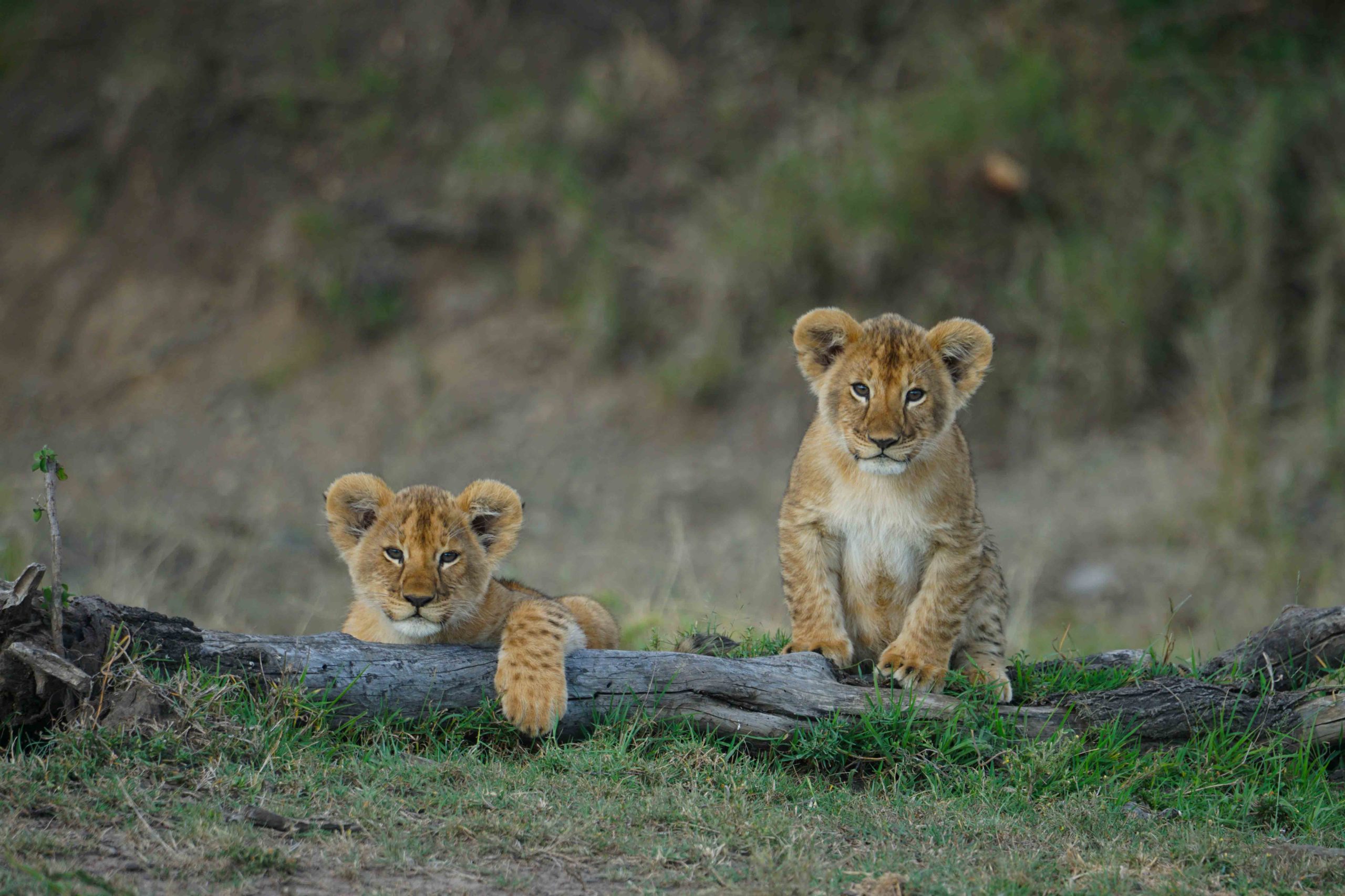 9 Days Tanzania Family Safari