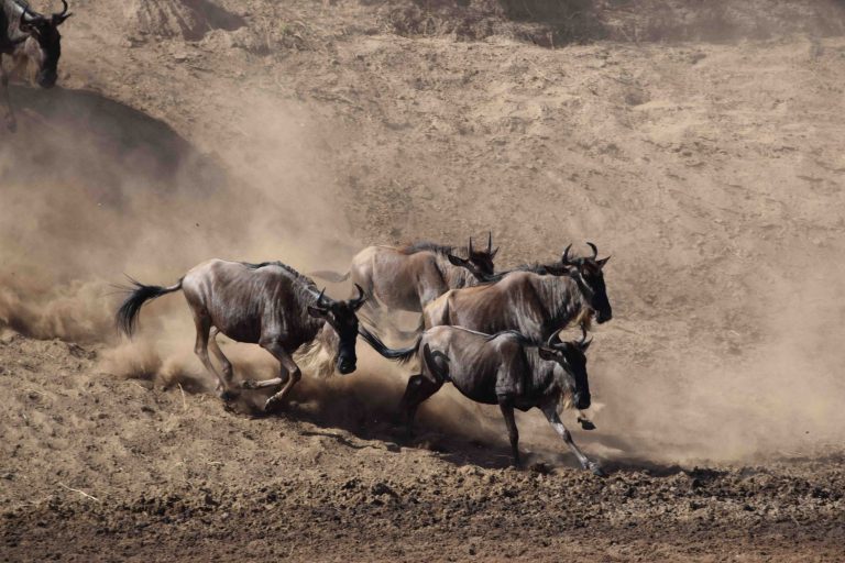 migration tanzania