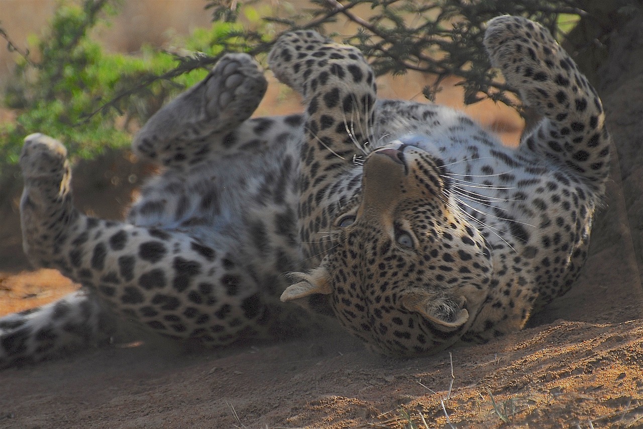 african-cats