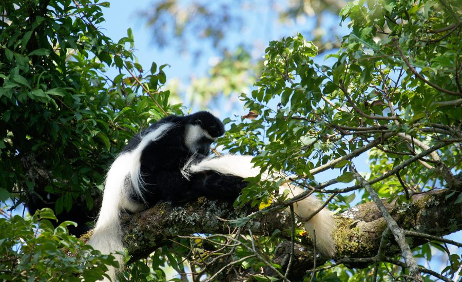 Colobus-Monkey-Arusha-National-Park