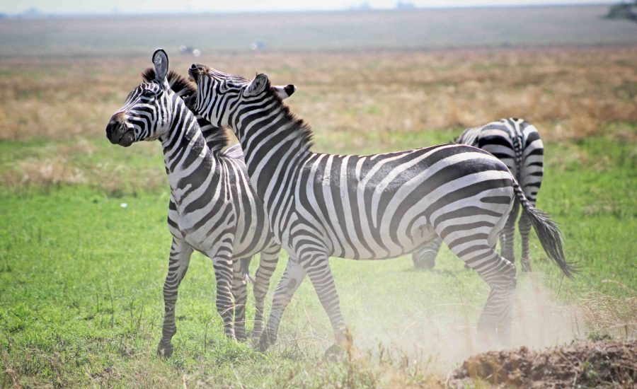 Zebra Africa