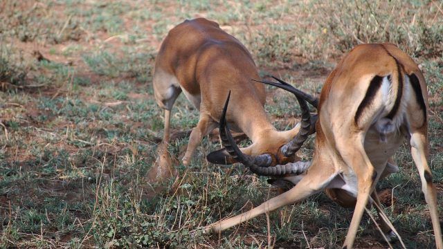 africa-family safaris