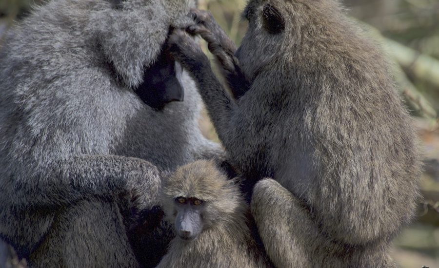 baboons