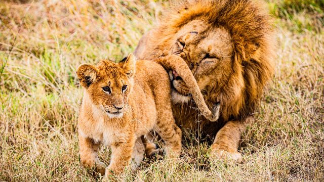 lions-tanzania