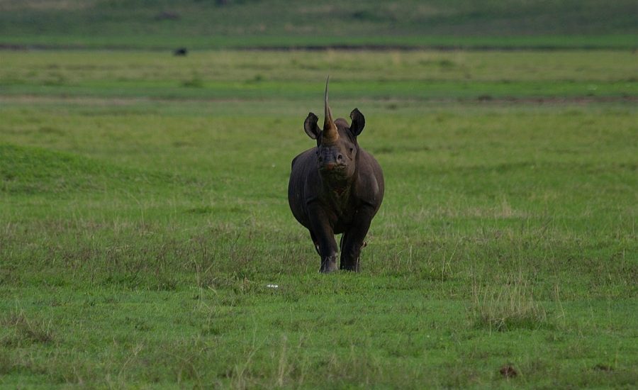 rhino ngorongoro